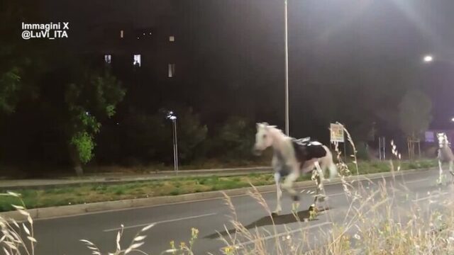 Cavalli fuggono dalla parata del 2 giugno, seminano il caos al galoppo sulla Colombo