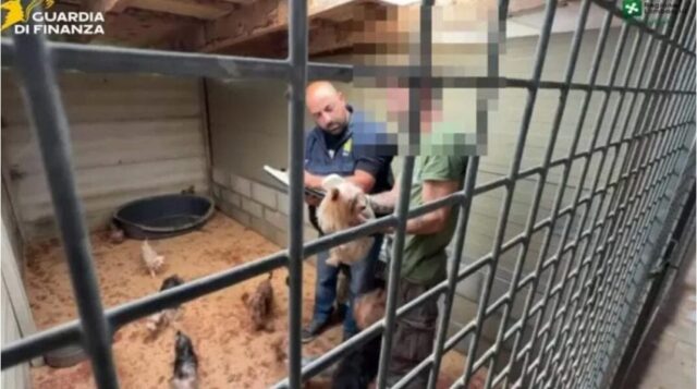 Cuccioli salvati dall’orrore: scoperto allevamento illegale tra degrado e maltrattamenti