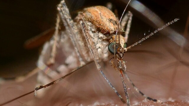 West Nile, morta una donna di 72 anni: il sindaco annuncia altri tre contagi