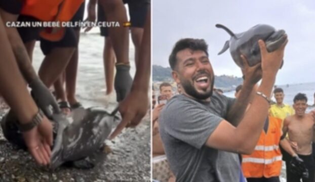 Ondata di sdegno a Ceuta: cucciolo di delfino tirato a riva e ucciso sulla spiaggia del Trampolín