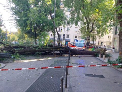 Crolla un albero in centro, ferisce tre passanti