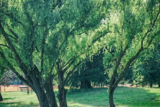 Tenta di violentare una donna in un parco, arrestato dai carabinieri